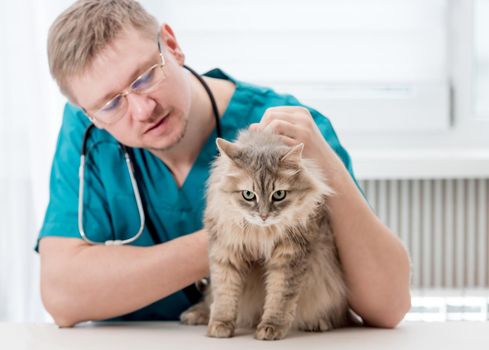 Veterinarian checking up grey cat at veterinary office. Veterinary doctor regular check-up for a cat. Pet healthcare concept