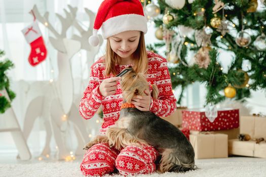 Child girl combing the hair dog sitting on floor with Christmas tree on background. Kid and pet doggy enjoying New Year time and decoration at home