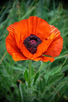 Closeup shot of a large orange poppy in full bloom, single flower on leaf background