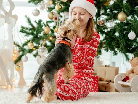 Child girl playing with dog near Christmas tree and smiling. Kid wearing Santa hat celebrating New Year with doggy pet terrier