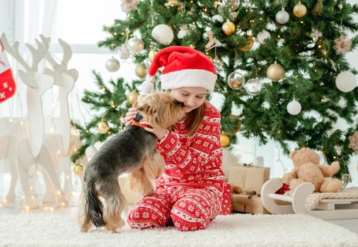 Child girl playing with dog near Christmas tree and smiling. Kid wearing Santa hat celebrating New Year with doggy pet terrier