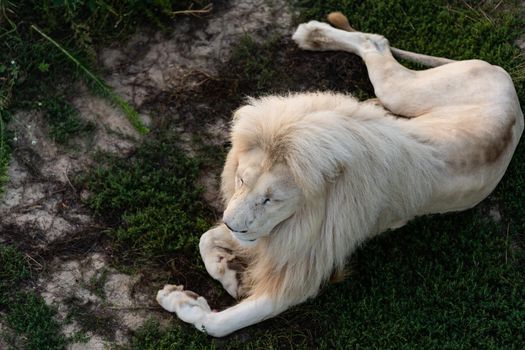 Lion. Portait lion in white lights. Photo of the animal world. Portrait of a dominant predator.