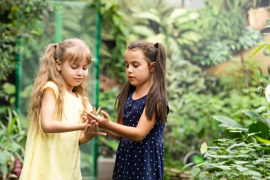 Two little sisters holding a butterfly in their hands. Children exploring nature. Family leisure with kids at summer.