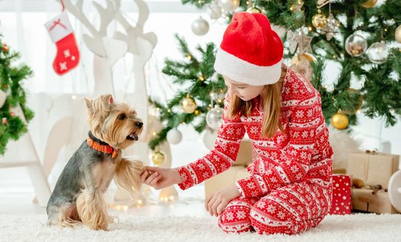 Child girl holding dog paw near Christmas tree. Kid wearing Santa hat celebrating New Year with doggy pet terrier