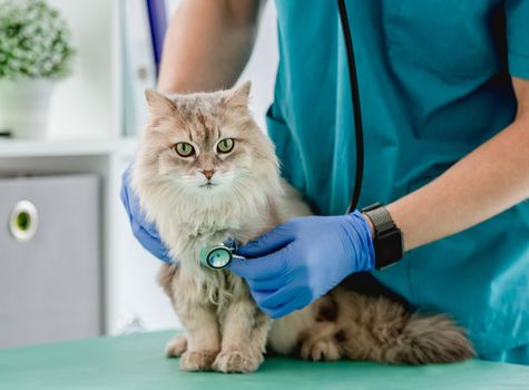 Vet listening fluffy cat using stethoscope during appointment in veterinary clinic