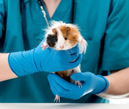 Cropped shot of a veterinary doctor in blue uniform and stethoscope holding guinea pig on hands. Animal healthcare concept