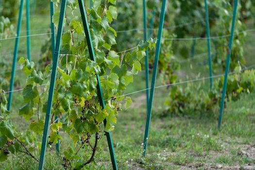 Vine with fresh fluffy young grape leaves in the vineyard background