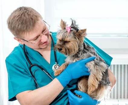 Veterinarian doctor holding Yorkshire Terrier dog on hands at vet clinic. Pet care concept