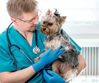 Veterinarian doctor holding Yorkshire Terrier dog on hands at vet clinic. Pet care concept