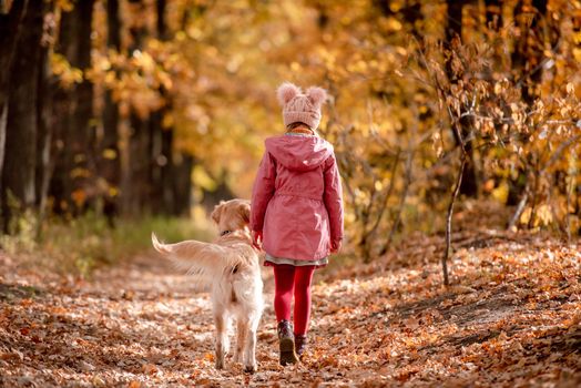 Preteen girl kid with golden retriever dog walking at autumn park at road covered with yellow leaves. Beautiful portrait of child and pet outdoors at nature from back