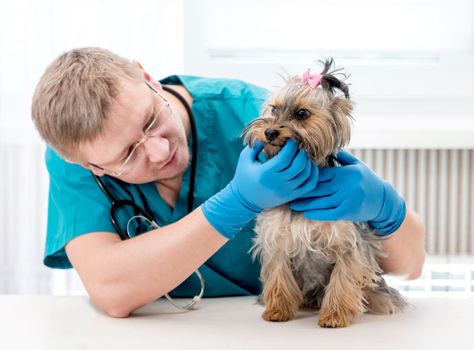 Young male pet doctor checking dog's teeth on table at veterinary clinic. Veterinarian examing teeth to Yorkshire Terrier dog. Selective focus on dog