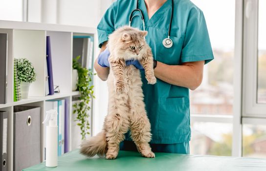 Cat standing on rear legs in veterinarian hands during appointment in clinic