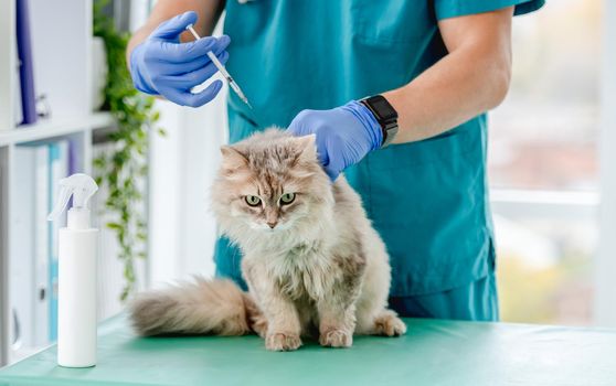Cat receiving injection from syringe during appointment in veterinary clinic
