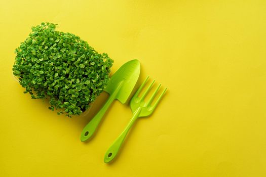 Micro green growing sprouts on yellow background, top view, copy space