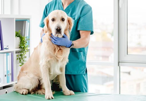 Golden retriever dog sitting on table next to examining vet during appointment in veterinary clinic