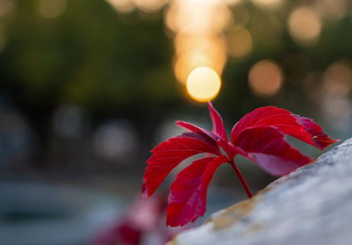 Red leaf at autumn at sunset. Fall scene. Beautiful Autumnal park. Beauty nature scene. Autumn landscape, Trees and Leaves, foggy forest in Sunlight Rays