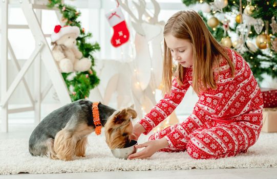 Child girl feeding dog near Christmas tree at home. Pretty kid gives food to doggy pet terrier at New Year time