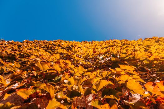 Red leaves of wild grapes on the fence. Colorful autumn, bright wild grape background. Abstract purple, red and orange fall leaves background. Natural autumn background concept