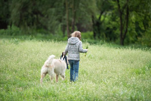 Rear view of beautiful little girl walking with dog on blooming field