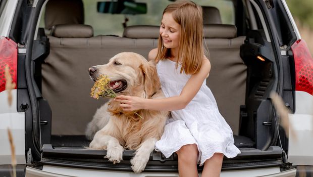 Pretty little girl hugging golden retriever dog in car trunk and looking back together. Cute child kid with doggy pet in vehicle