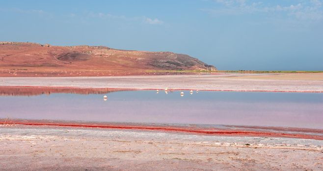 Brine and salt of a pink lake Koyash colored by microalgae Dunaliella salina, famous for its antioxidant properties, enriching water by beta-carotene, used in medicine and spa. cape Opuk Kerch Crimea