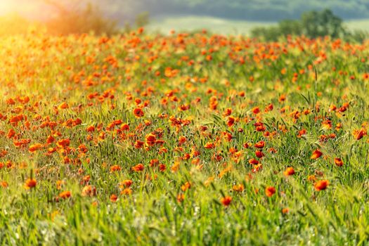 field with green grass and red poppies against the sunset sky. Beautiful field red poppies with selective focus. Red poppies in soft light. Opium poppy. Glade of red poppies. Soft focus blur.