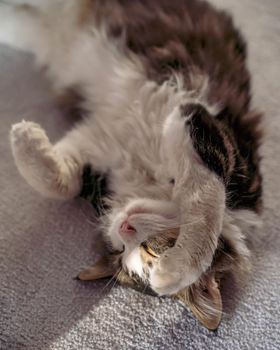 lazy tabby cat sleep on a chair at home.