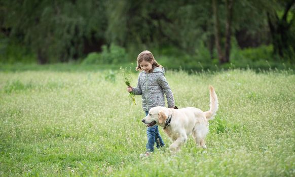 Cute little girl with flowers in hand walking adorable dog on blooming field