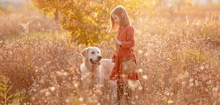 Little girl walking with golden retriever dog in autumn nature