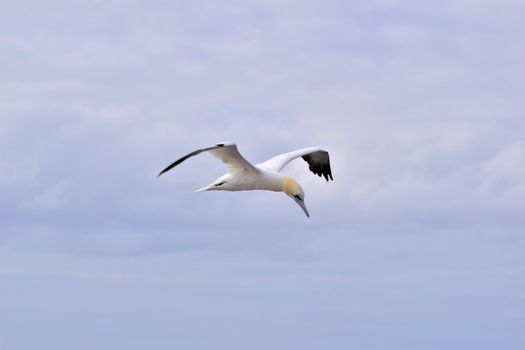Northern gannet ,morus bassanus, in flight in the sky