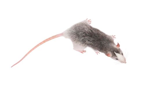 Young gray rat isolated on white background. Rodent pets. Domesticated rat close up. Top view on rat. Copy space