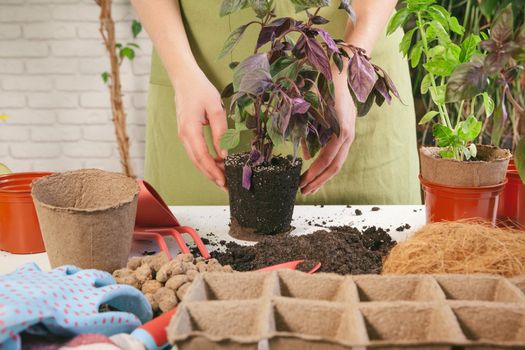 Gardening at home. Woman's hands with sprout table