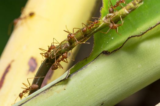 macro red ant