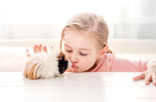 Lovely little girl kissing guinea pig. Girl with tricolor guinea pig