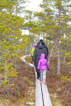 Peoples walking in bog. Healthy lifestyle. Group of young Active Family hiking along duckboards on spring bog. Nature exploring. Friends walking in the bog or swamp trail, boardwalk. Estonia
