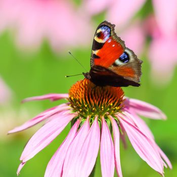 Beautiful colored European Peacock butterfly, Inachis io, Aglais io, on purple flower Echinacea in a sunny summer garden.