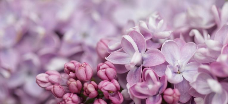 Blooming branch of purple terry Lilac in the spring garden