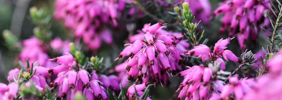 Pink Erica carnea flowers (winter Heath) in the garden after rain in early spring. Floral background, botanical concept