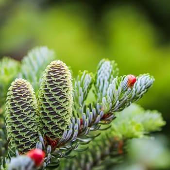 A branch of Korean fir with young cones in a spring garden