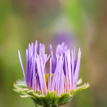 A bud of Alpine aster (Aster alpinus). Beautiful purple flowers with an orange center and drops of water after rain in the garden