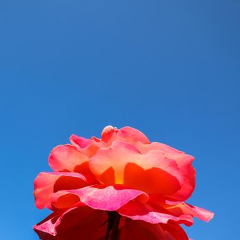 Beautiful red yellow rose on a blue sky background in sunny day. Midsummer
