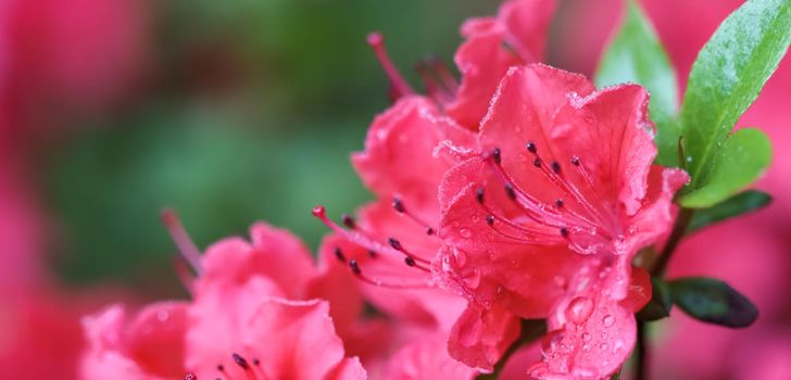 Blooming red azalea flowers with dew drops in spring garden. Gardening concept. Floral background