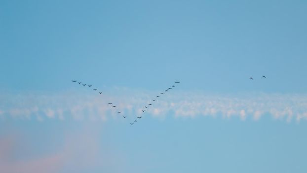 Flock of wild birds flying in a wedge against blue sky with white and pink clouds in sunset The concept of avian migratory