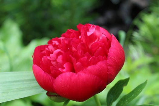 Peon flower burgundy close-up. Blossoming, spring, floral festive background. Valentine's Day and International Women's Day. postcard.