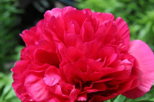 Peon flower burgundy close-up. Blossoming, spring, floral festive background. Valentine's Day and International Women's Day. postcard.