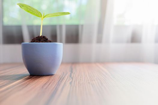 Trees grow in pots. Love plants.