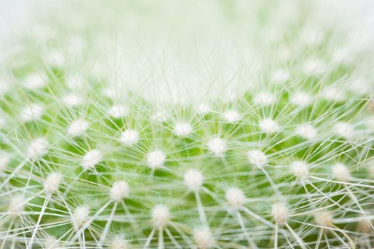 Macro green cactus