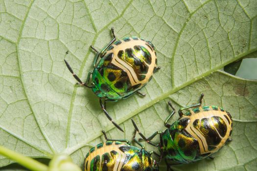 Macro ladybug on leaf