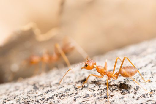 Macro red ant