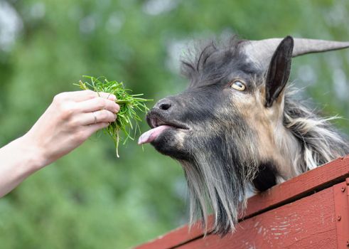 Goat portrait on farm. Human hand feeding goat on a farm. Funny tame goat eating snacks on the farm and green field background